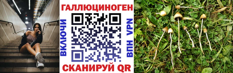Галлюциногенные грибы Psilocybine cubensis магазин продажи Южа